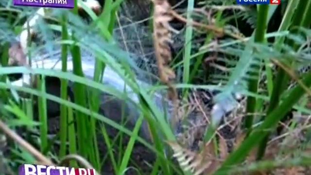 Тайна лирохвоста: искусство в мире животных смотреть онлайн