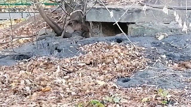 Крысы в Подмосковье смотреть онлайн
