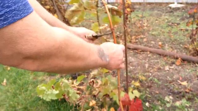 Обрезка Винограда Осенью/ Подготовка Винограда к Зиме/ Формировка/ 0+ смотреть онлайн