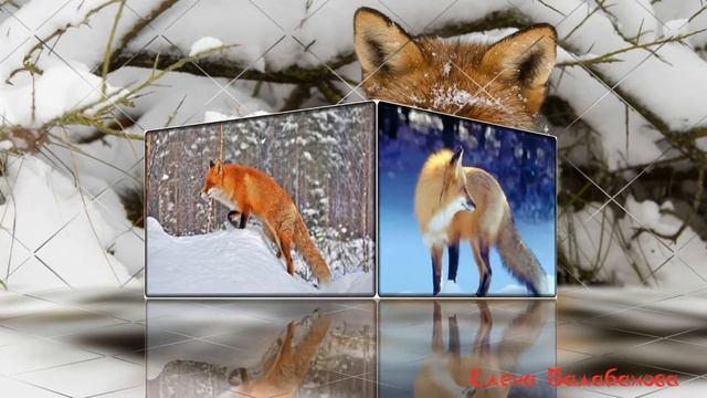Красивые звери зимой! Красивый зимний вальс! смотреть онлайн