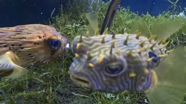 Кузовок и иглобрюхи Август 2018 3