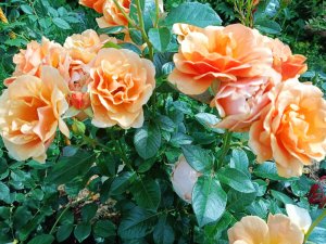 РОЗЫ.ПОСТОЯННО ЦВЕТУЩИЕ. НИ ДНЯ БЕЗ ЦВЕТОВ