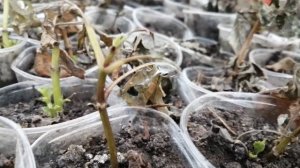 Зачем черенковать георгины вегетативные осенью?!