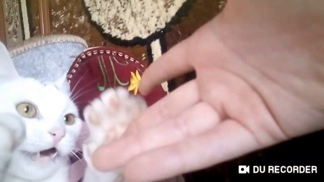 Мой котик санс смотреть онлайн