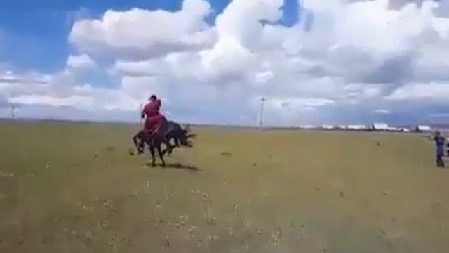 Как монголы объезжают лошадей смотреть онлайн