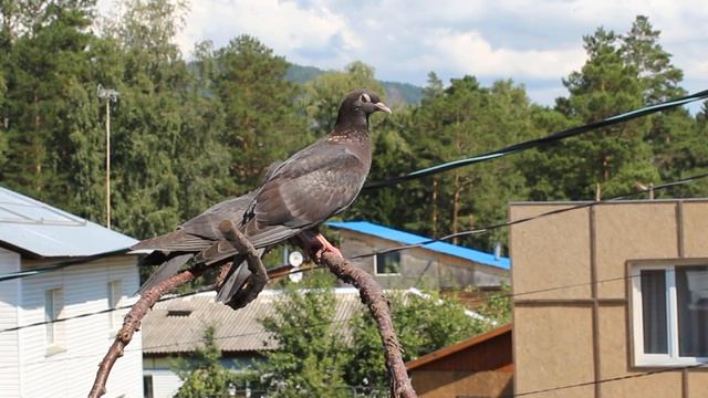 Как прогнать голубей с балкона. Их реакция на голоса хищных птиц и электронный отпугиватель смотреть онлайн