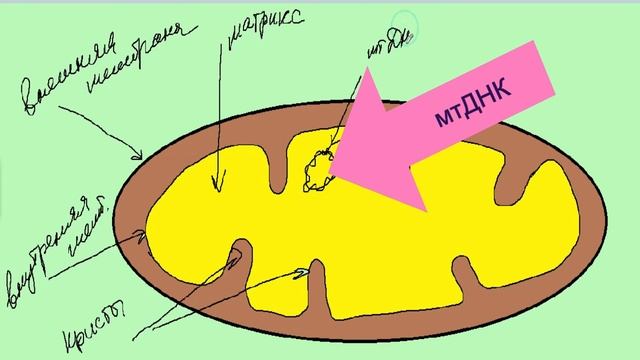 Митохондрии двумембранные органоиды клетки. Строение и функции. Синтез энергии АТФ. ЕГЭ смотреть онлайн