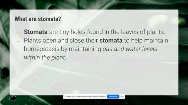 Homeostasis in Plants Video смотреть онлайн