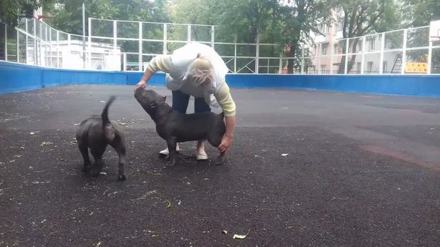 Американский Булли, тип покет, АВМКС БУШИ (ЁЖА) смотреть онлайн