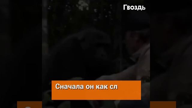 Его предупреждали, что гориллы опасны. Но он не послушал. смотреть онлайн