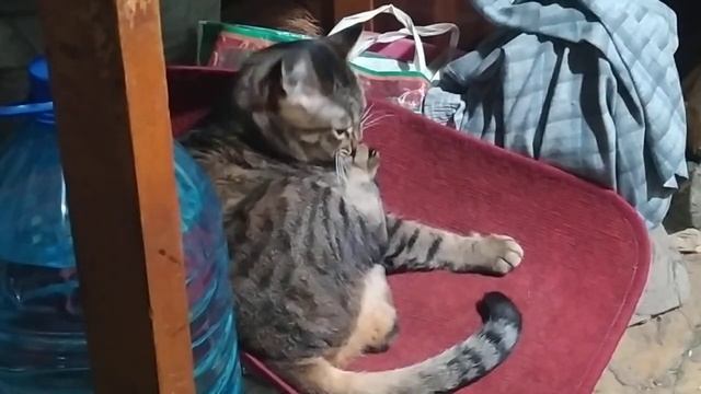 КОШКА ГРЫЗЁТ НОГТИ смотреть онлайн