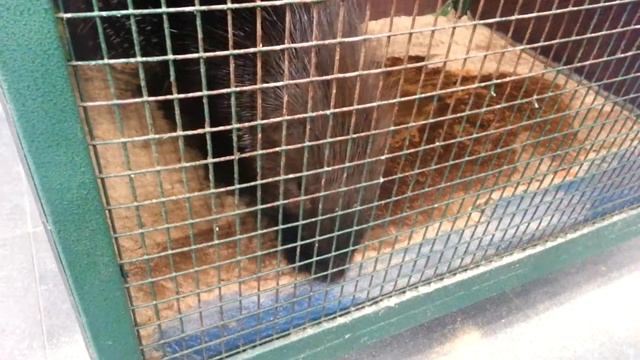 Дикобраз ест мандаринку смотреть онлайн