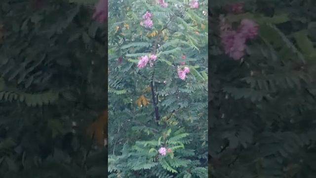 красная акация смотреть онлайн