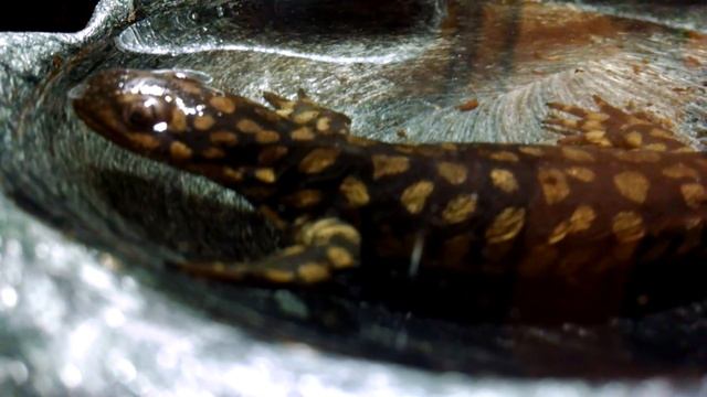 Tiger Salamander (Ambystoma tigrinum) I смотреть онлайн
