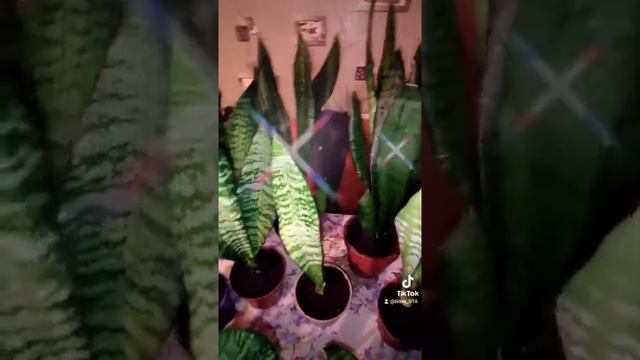 Пересадила свой большой вазон. Щучий хвост,или тещин язык, но настоящее название Сансевьера смотреть онлайн