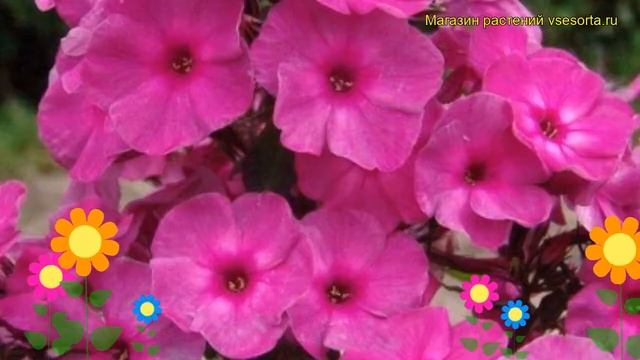 Флокс метельчатый Классик Кассис. Краткий обзор, описание phlox paniculata Classic Cassis смотреть онлайн