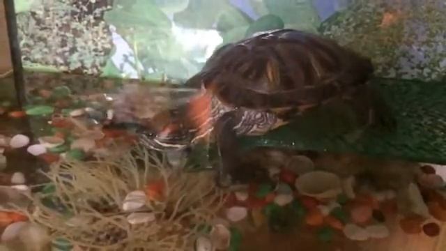 Один день из жизни КРАСНОУХОЙ ЧЕРЕПАХИ ? смотреть онлайн