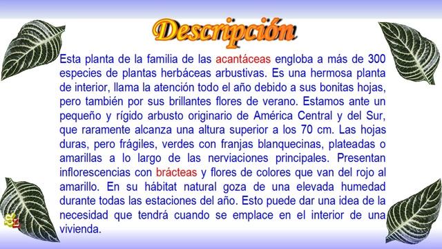 Aphelandra squarrosa Afelandra, Plantas para interior, Plantas de casa смотреть онлайн