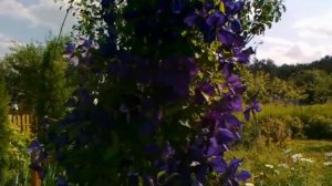 Клематис Жакмани. Клематисы для Средней полосы.