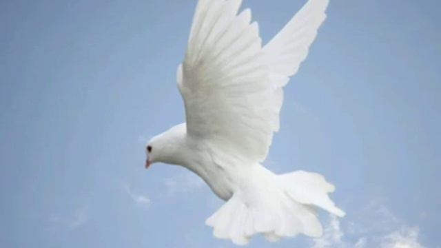 Пророчество к Украине народ Мой почему ты дрогнул,как много ты наслушался разных слухов...24.02.202 смотреть онлайн