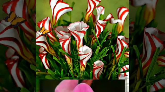 Самый редкие цветы! смотреть онлайн