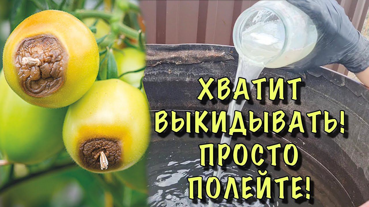 ХВАТИТ ВЫКИДЫВАТЬ УРОЖАЙ! Защитите томаты ОТ ВЕРШИННОЙ ГНИЛИ сейчас, ПОТОМ БУДЕТ ПОЗДНО! смотреть онлайн