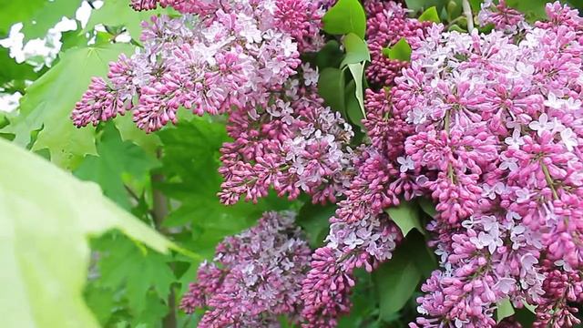 ВИДЕО. футаж для видеомонтажа.Сирень цветет .Nature.Free footage. смотреть онлайн