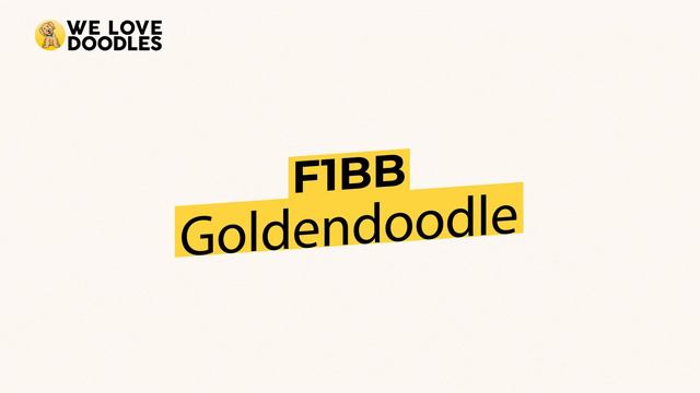 Best Goldendoodle Generations! F1 🐶 F1B 🐶 F1BB 🐶 F2 🐶 F2B 🐶 F3 смотреть онлайн