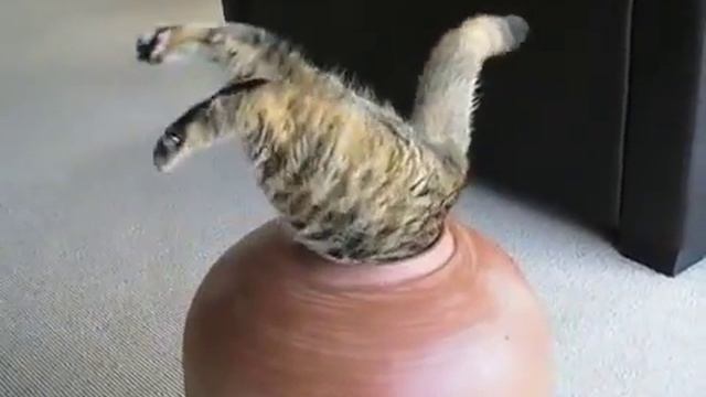 Fat Cat в горшок 2 попытки смотреть онлайн