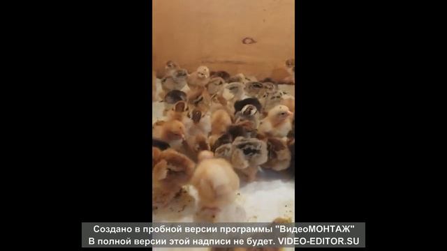 цыплята новый вывод 2022/2023 год #цыплята #брама #кохинхины #кучинскиеюбилейные #инкубаторблиц смотреть онлайн