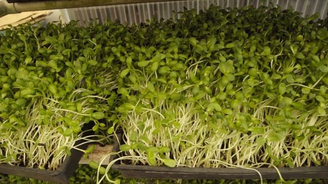 Hippocrates Health Institute: A Truly Transformational Destination in South Florida смотреть онлайн