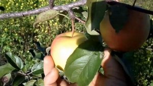 яблоня ГОЛДЕН ДЕЛИШЕС первый урожай