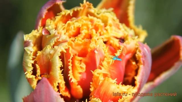 Тюльпан бахромчатая Голд Даст (tyulpan-gold-dast) ? обзор: как сажать, луковицы тюльпаны Голд Даст смотреть онлайн