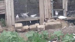 Первый вылет новых голубей!Много молодняка. Как правильно приучать голубей к новому дому?