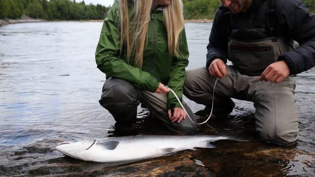 TO LAKS PÅ TO KAST - Gaula River | Salmon Fishing смотреть онлайн