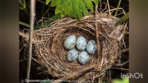 как появляется птица