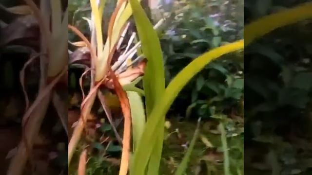 #лилейники Необычное размножение лилейника