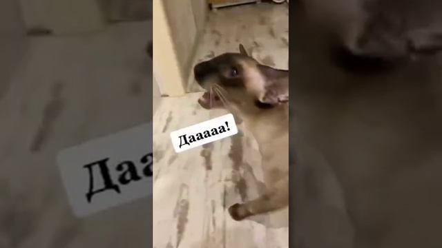 Как еда в этот раз? 😂 смотреть онлайн