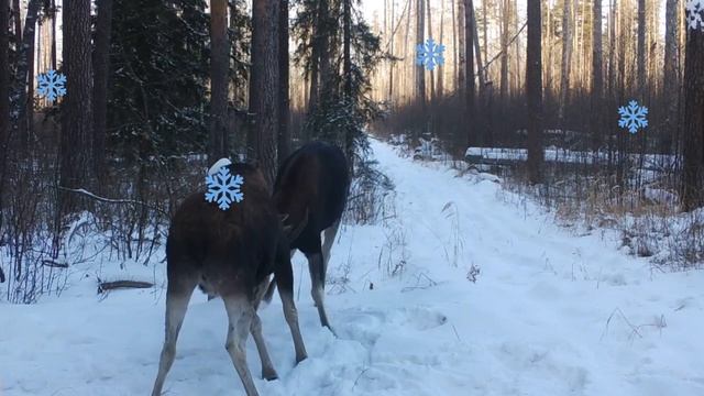 Лоси, Мордовский заповедник смотреть онлайн