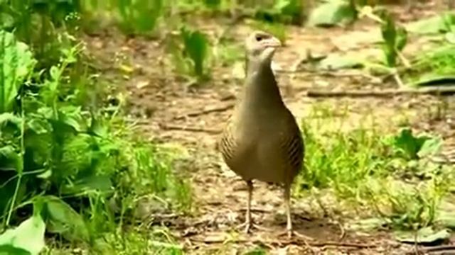 Дергачи - Птица Дергач (Коростель) смотреть онлайн