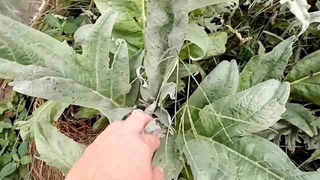 Обзор участка в конце августа. Орех фундук. смотреть онлайн