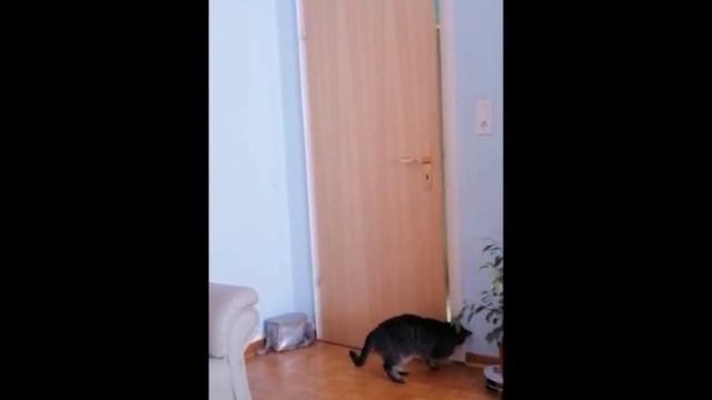 И создал Бог кошку смотреть онлайн