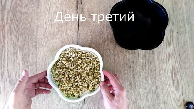Микрозелень Маш за 5 дней. День третий. смотреть онлайн