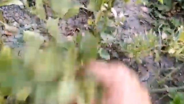 #ЕЙСК, #ДАЧИ ? #ВСТРЕЧА БЛОГЕРОВ И ПОДПИСЧИКОВ! БЫЛО КЛАССНО! К НАМ #ПРИЕХАЛ ФЕДЯ! МОИ ЦЫПЫ! смотреть онлайн