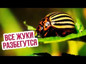 Колорадский жук на картошке -  что делать? Как бороться с колорадским жуком