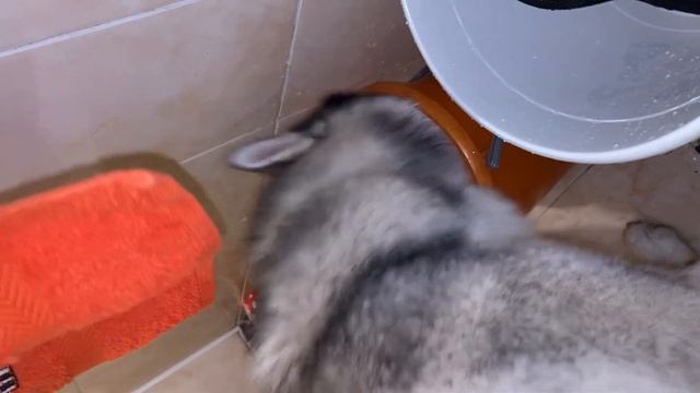 КАК ЗАВАРИВАТЬ ХАСКИ | ХАСКИ ГРОМ смотреть онлайн