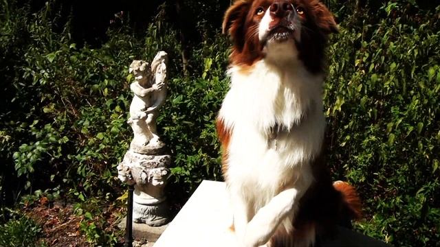 ПОРОДА СОБАК БОРДЕР-КОЛЛИ | Baron the Border Collie смотреть онлайн