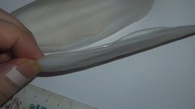 海螵蛸 @ 中藥材展示與記錄 - Cuttlebone Sepium - Chinese Materia Medica Illustration and Record смотреть онлайн