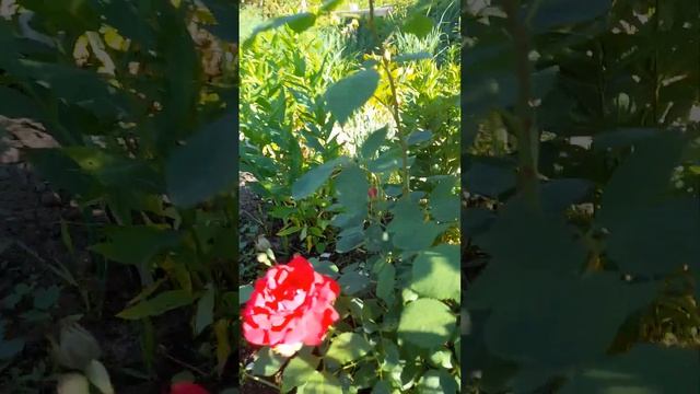 Дача.Мои цветы. Плетистая роза Нью Доун.