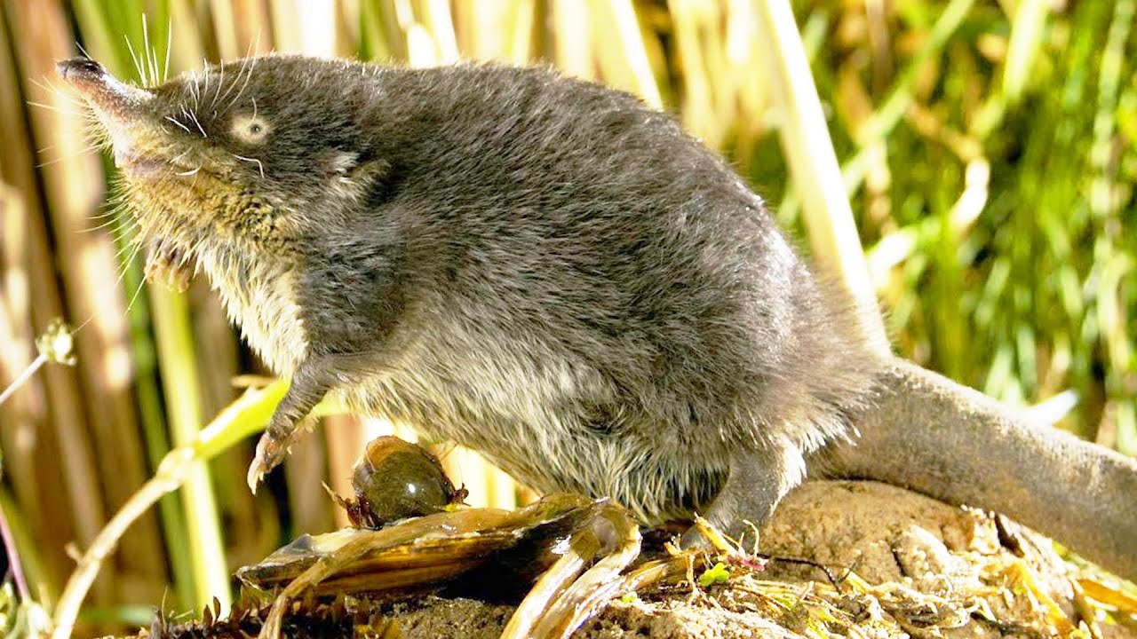 Выхухоль - кто это? Интересное про животных смотреть онлайн